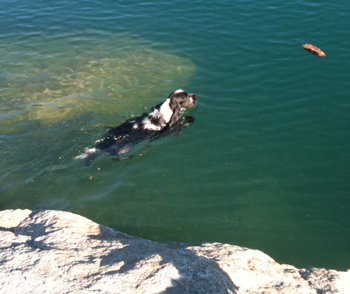 Fetching a dummy in the water - the perfect combination of exercise and activation